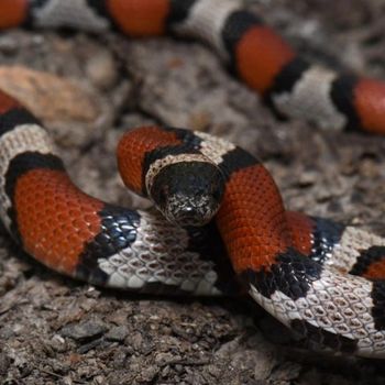 Adult Louisiana Milksnake