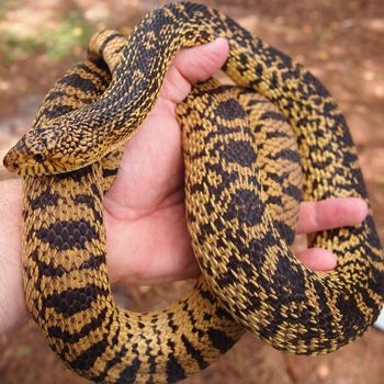 Adult Louisiana Pine Snake