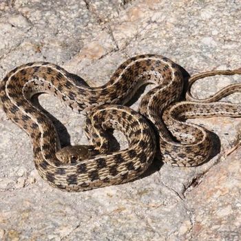 Adult Marcy’s Checkered Garter Snake