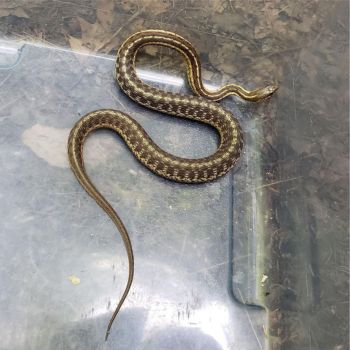 Fully-Grown Maritime Garter Snake