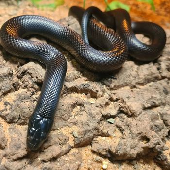 Adult Mexican Black Kingsnake