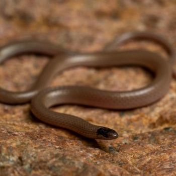 Adult Mexican Blackhead Snake