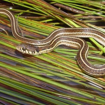 Adult Mexican Gartersnake