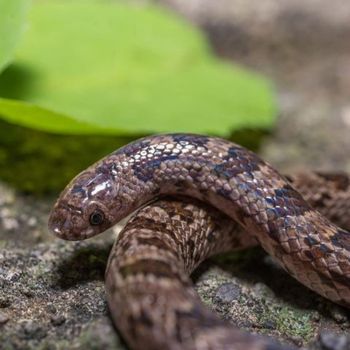 Adult Mexican Hooknose Snake