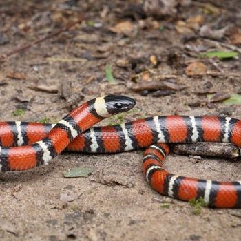 Adult Mexican Milksnake