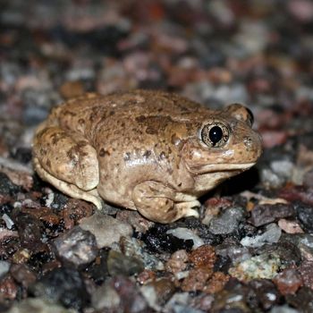 Adult Mexican Spadefoot Toad