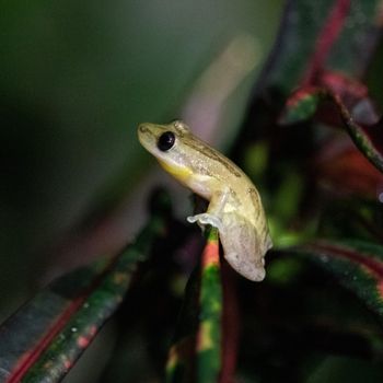 Adult Mexican Tree Frog