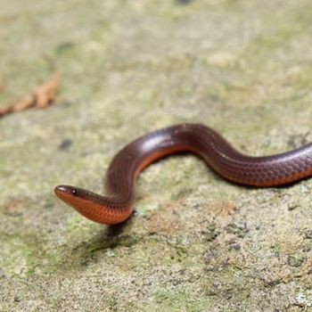 Adult MidWestern Wormsnake