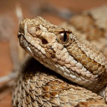 Adult Midget Faded Rattlesnake