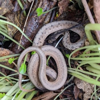 Adult Midland Brown Snake