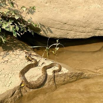 Adult Midland Water Snake