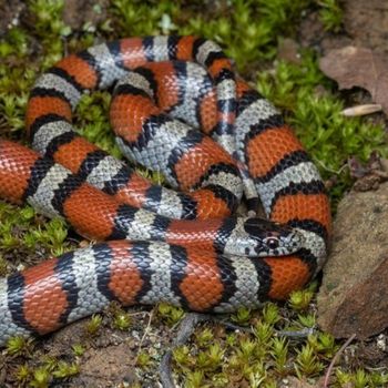 Adult Milksnake