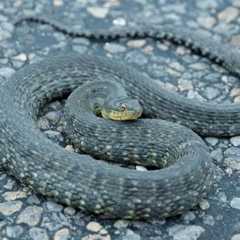 Adult Mississippi Green Water Snake