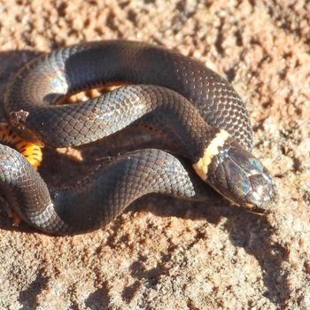 Adult Mississippi Ringneck Snake