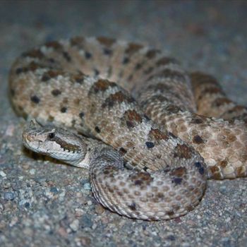 Adult Mohave Desert Sidewinder