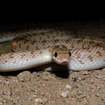 Adult Mohave Glossy Snake