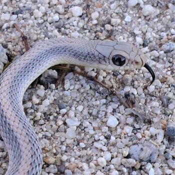 Adult Mohave Patch-nosed Snake