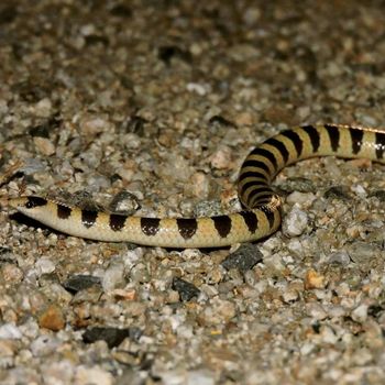 Adult Mohave Shovel-nosed Snake