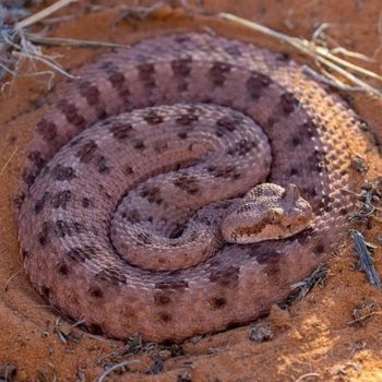 Adult Mojave Desert Sidewinder