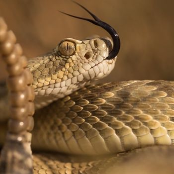 Adult Mojave Green Rattlesnake