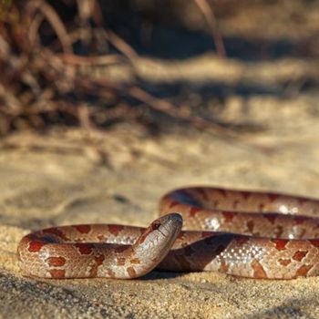 Adult Mole Kingsnake