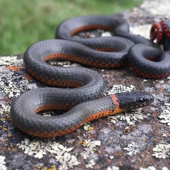 Adult Monterey Ringneck Snake