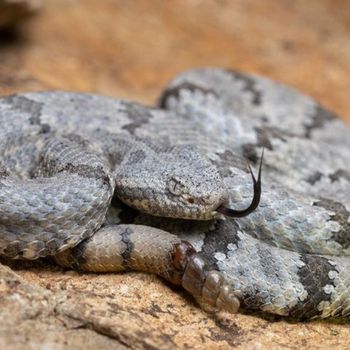 Adult Mottled Rock Rattlesnake