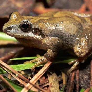 Adult Mountain Chorus Frog