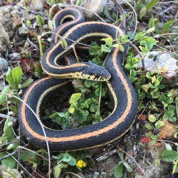 Adult Mountain Gartersnake