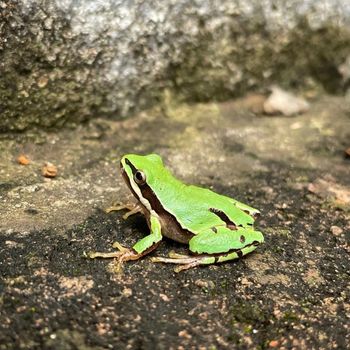 Adult Mountain Tree Frog