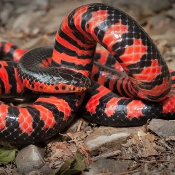 Adult Mud Snake