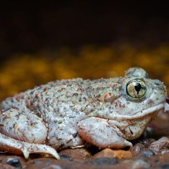 Adult New Mexican Spadefoot Toad