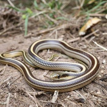 Adult New Mexico Garter Snake