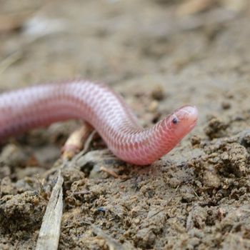 Adult New Mexico Threadsnake