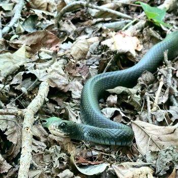 Adult North American Blue Racer