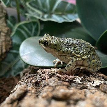 Adult North American Green Toad