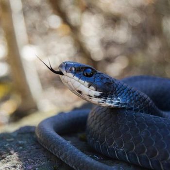 Adult Northern Black Racer