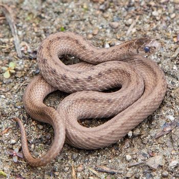 Adult Northern Brown Snake