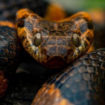 Adult Northern Cat-eyed Snake