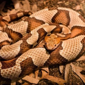 Adult Northern Copperhead