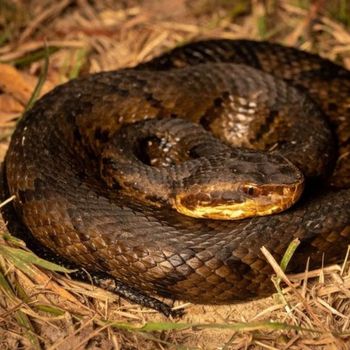 Adult Northern Cottonmouth