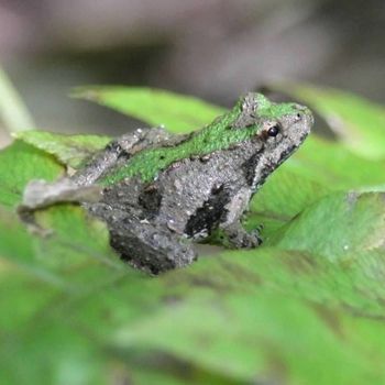 Adult Northern Cricket Frog