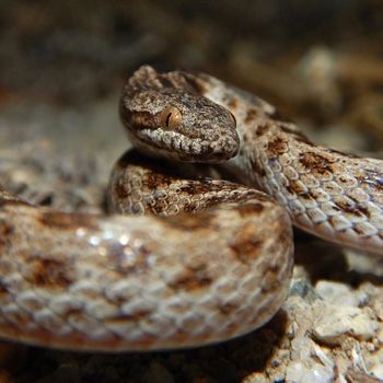 Adult Northern Desert Night Snake