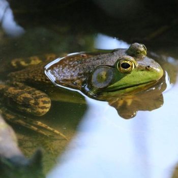 Adult Northern Green Frog