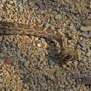 Adult Northern Mohave Rattlesnake