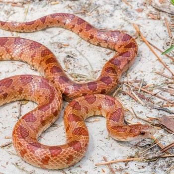 Adult Northern Mole Kingsnake