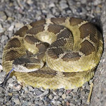 Adult Northern Pacific Rattlesnake