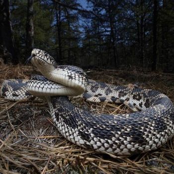 Adult Northern Pine Snake