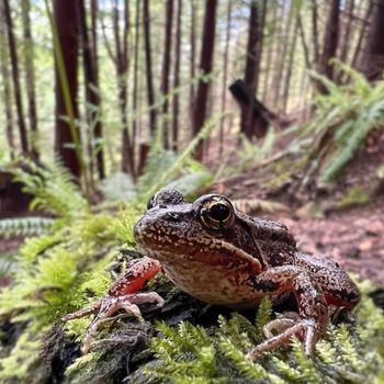 Adult Northern Red-Legged Frog