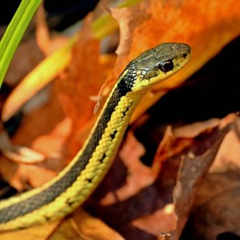 Adult Northern Ribbon Snake